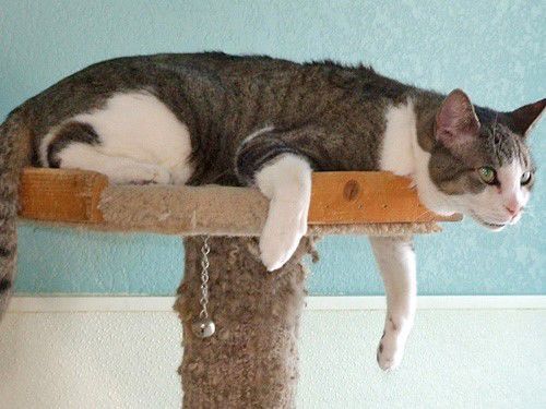 Adopt a friend: Winston